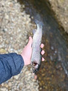 Rainbow Trout