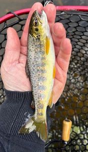 Brown Trout