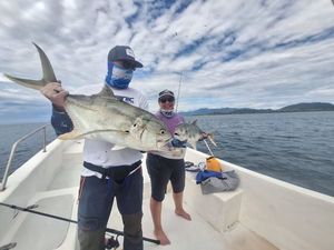 Crevalle Jack