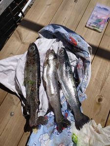 Brown Trout