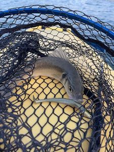 European Bass (Seabass)