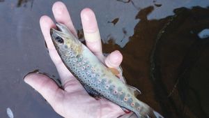 Brown Trout