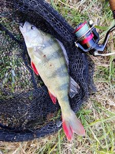 European Perch