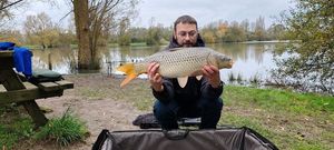 Common Carp