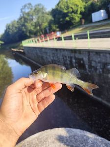 European Perch