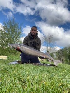 Sturgeon