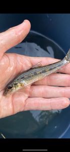 Gudgeon