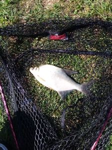 Common Bream
