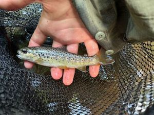 Brown Trout