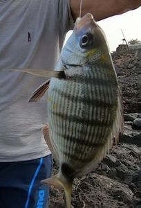 White Seabream