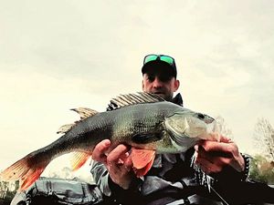 European Perch
