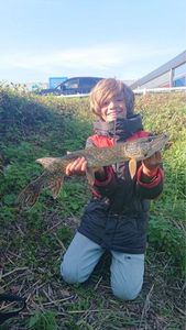 Northern Pike