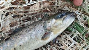 Brown Trout