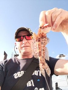 Giant Goby