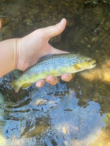 Brown Trout