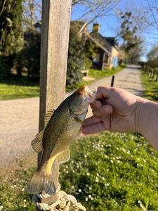 Smallmouth Bass