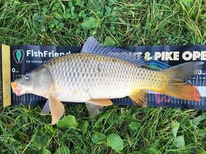 Common Carp