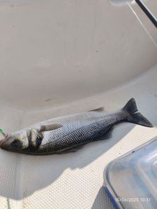 European Bass (Seabass)