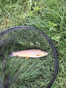 Brown Trout