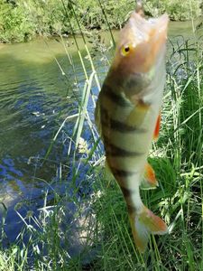 European Perch