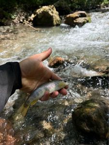 Brown Trout