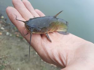 Black Bullhead