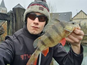 European Perch
