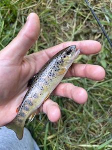 Brown Trout