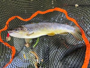 Brown Trout