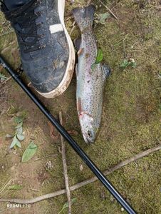 Rainbow Trout