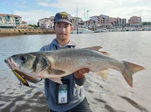 European Bass (Seabass)