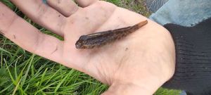 Round Goby