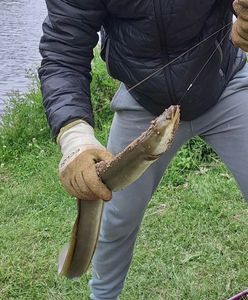 European Eel (Common Eel)