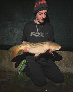 Common Carp