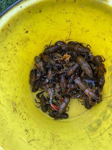 Noble Crayfish