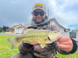 Largemouth Bass