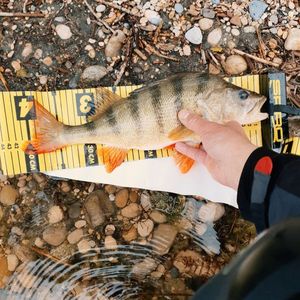 European Perch