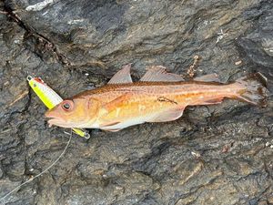 Atlantic Cod (Baltic)