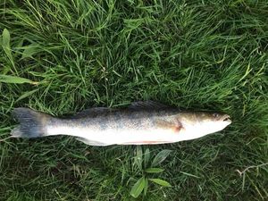 Zander
