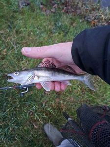 Zander