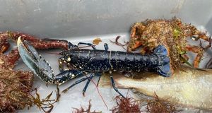 European Lobster