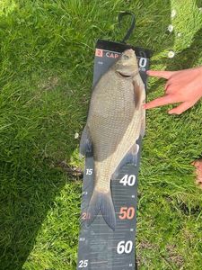 Common Bream