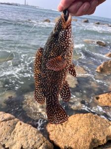 Ballan Wrasse