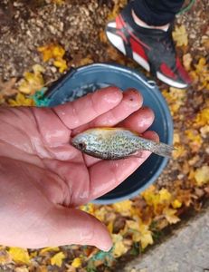 Pumpkinseed