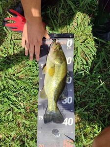 Largemouth Bass