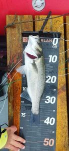 European Bass (Seabass)