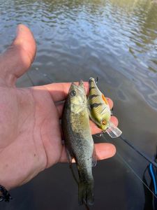 Largemouth Bass