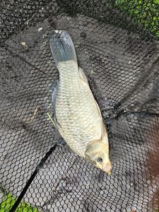 Crucian Carp