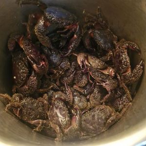 Warty Crab