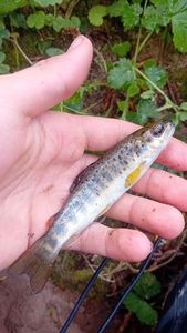 Brown Trout